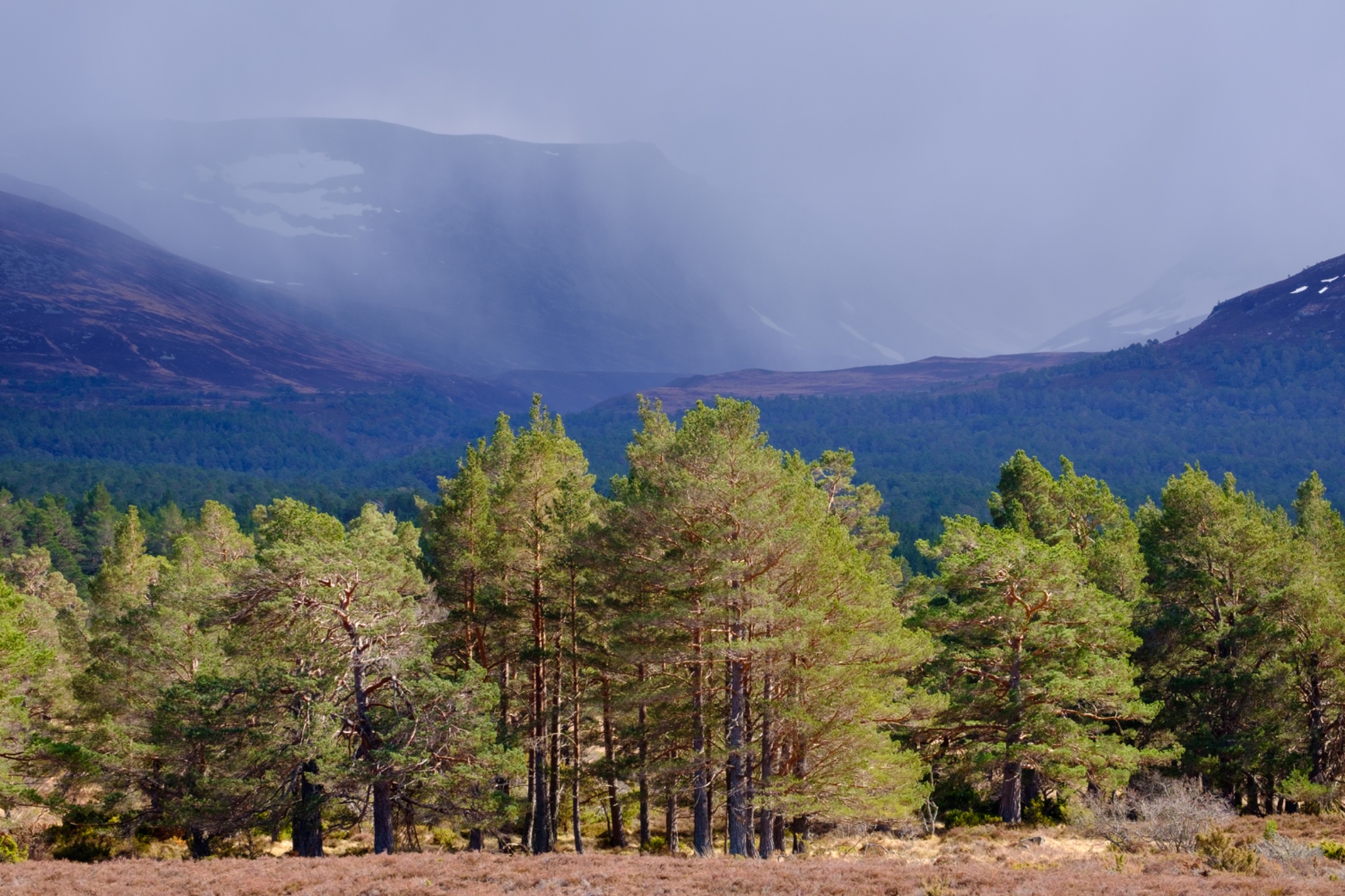 Scotland, Scottish Highlands, Cairngorms National Park.